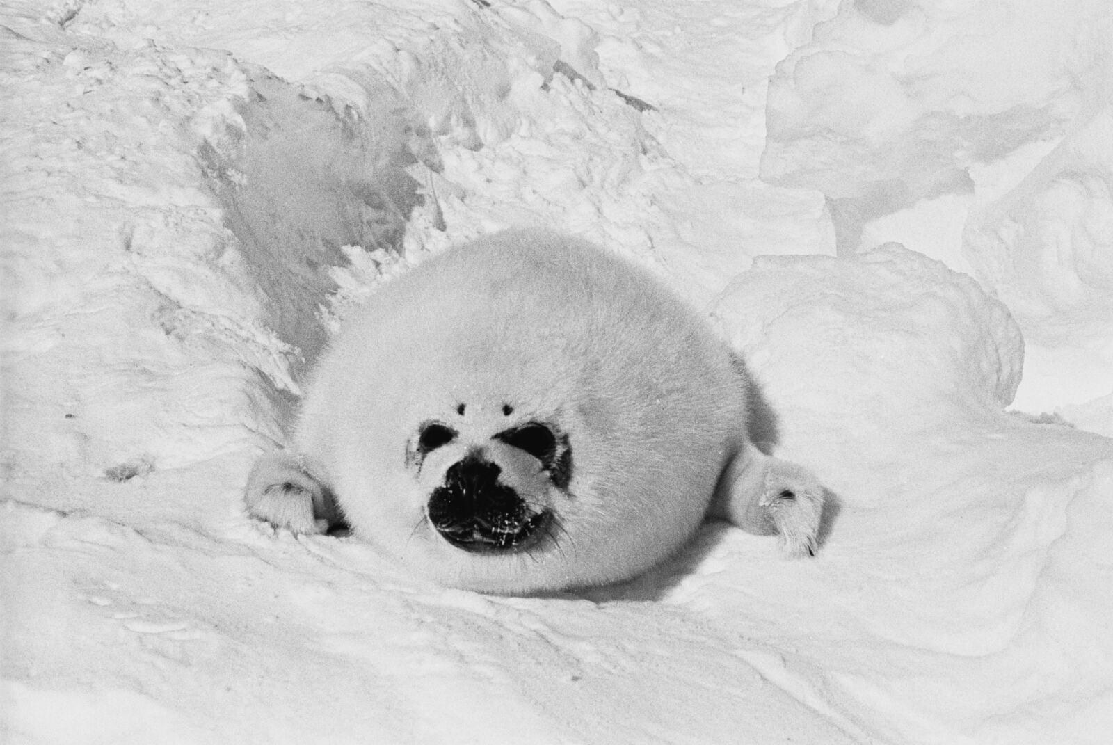  - A young whitecoat Harp seal pup on the Labrador ice floes, northern Canada. Sealers kill the young seals for their white coats, popular in the fashion industry.