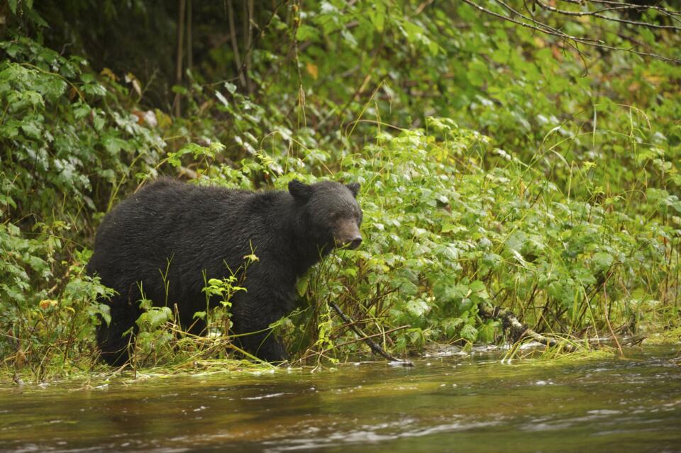  - Black bear (Ursus americanus) on a riverbank.
Black bears live in forests across Canada. These omnivores have better eyesight and hearing than humans. They are known to mark trees with their teeth and claws as a form of communication with other bears.
Great Bear Regenwald in Kanada. Ein Schwarzbaer an einem Fluss.