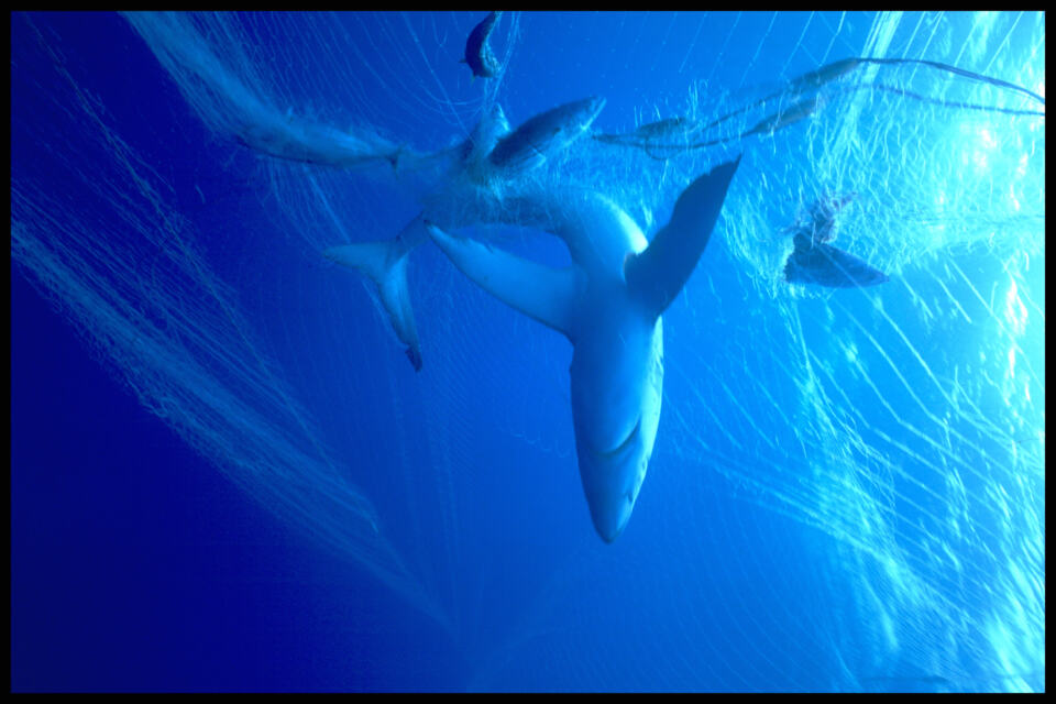  - Sharks and fish entangled in Japanese driftnets