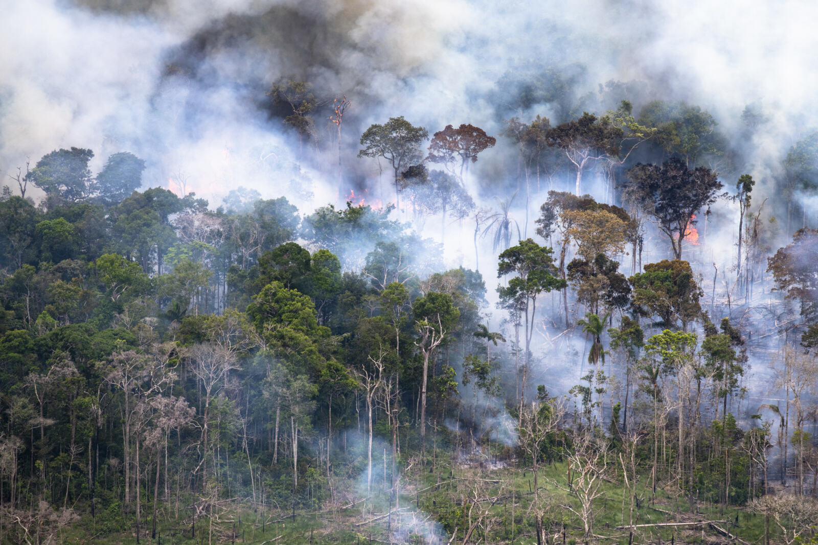 Élu avec le soutien du puissant lobby agroalimentaire, Jair Bolsonaro vient de fêter son 100e jour à la tête de l'État brésilien. L'environnement, lui, est en deuil. Depuis son arrivée au pouvoir, on ne compte plus les coups de boutoir que le nouveau président a portés à la politique environnementale de son pays. Si ce travail de sape porte préjudice avant tout à la population brésilienne, en particulier aux peuples autochtones, il a aussi des répercussions sur notre assiette et notre climat.
