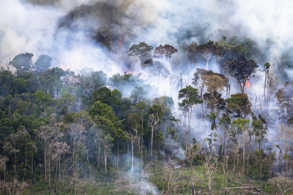 La situation de l’Amazonie empire d’année en année : la plus grande forêt