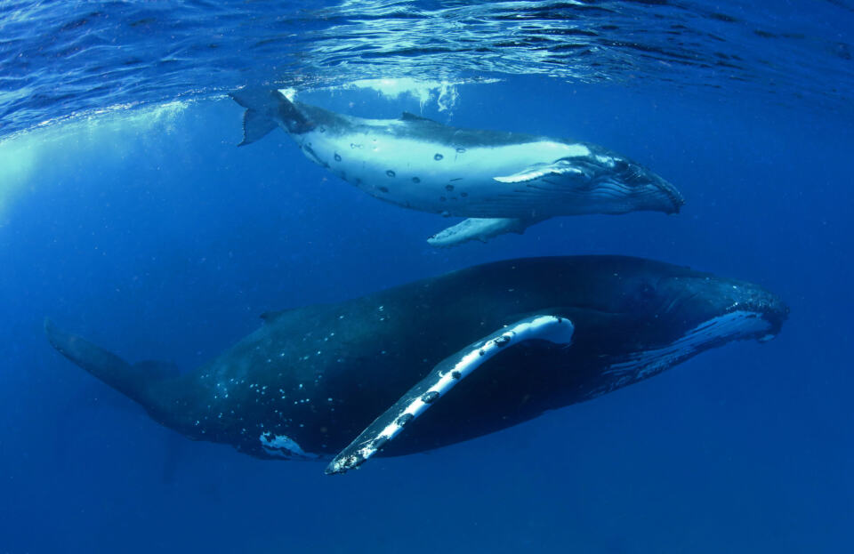 Sous la surface agitée des océans, à des centaines de kilomètres des côtes, il existe un monde peuplé de prédateurs et de créatures géantes, des formes de vie anciennes et des cités perdues. 
