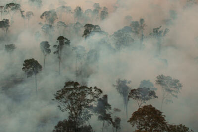 Elevage industriel : la déforestation dans l&rsquo;assiette