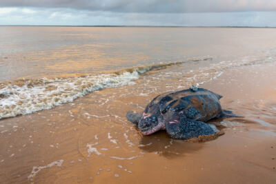 Déclin des tortues : symptôme du mal être des océans