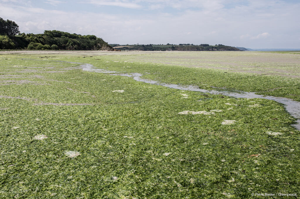 Rapport accablant sur la lutte contre les algues vertes en Bretagne -   - Monde