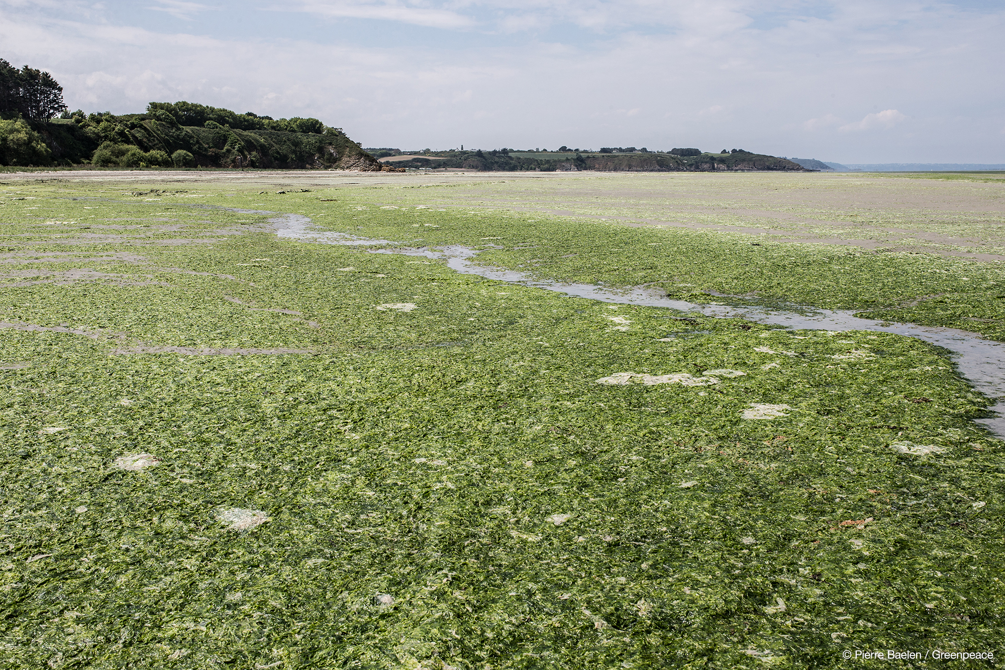 Le phénomène est en décroissance : une prolifération d'algues vertes  limitée en Bretagne - Sciences et Avenir