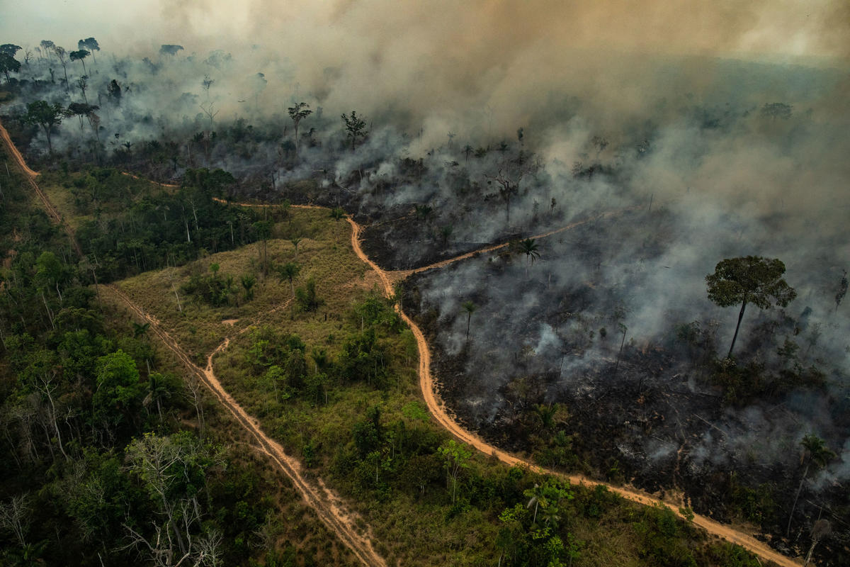 Les forêts brûlent, partout dans le monde. Par leur complicité ou leur attentisme, les dirigeants du monde entier mettent en péril l'avenir de notre planète : pendant que la langue de bois règne, les forêts prennent feu.