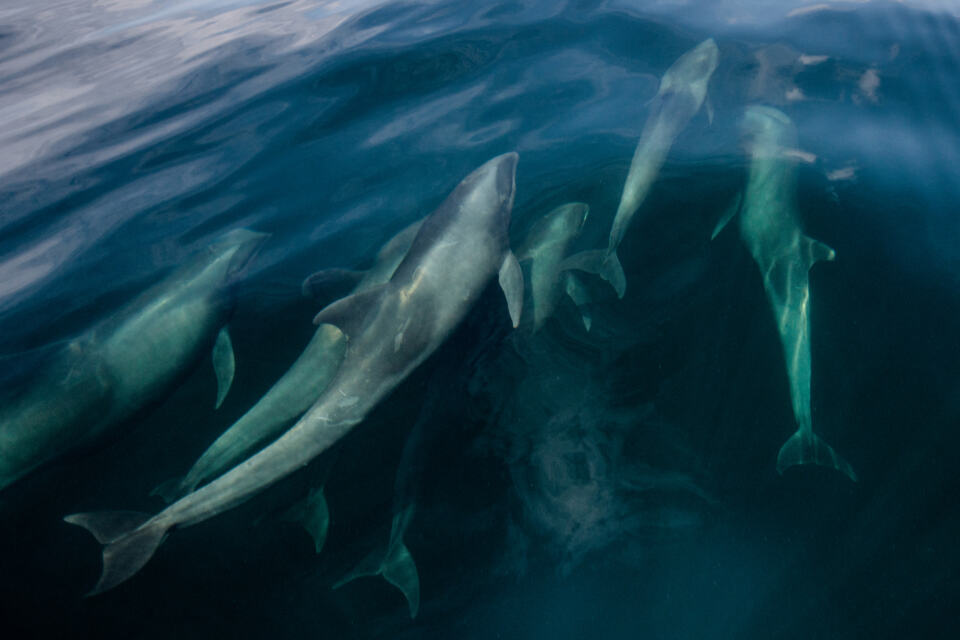 Ces deux semaines d’expédition dans les eaux guyanaises ont été l’occasion de confirmer la présence de très nombreuses espèces d’animaux marins (poissons, oiseaux, cétacés…)
Alors qu’en Guyane les regards se tournent instinctivement vers la terre et la forêt, nous pouvons affirmer maintenant sans le moindre doute que les eaux guyanaises sont tout aussi riches et abondantes. 
