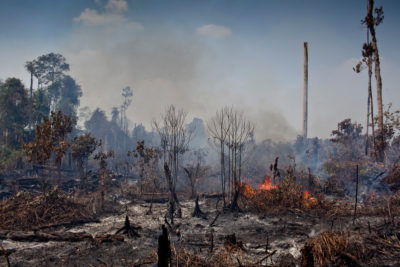 Biocarburants : l’huile de palme dans nos moteurs, cauchemar des forêts