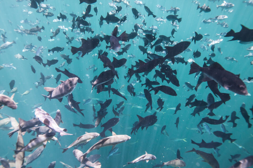 Pendant deux semaines, l’été dernier, l’Esperanza a sillonné les eaux guy