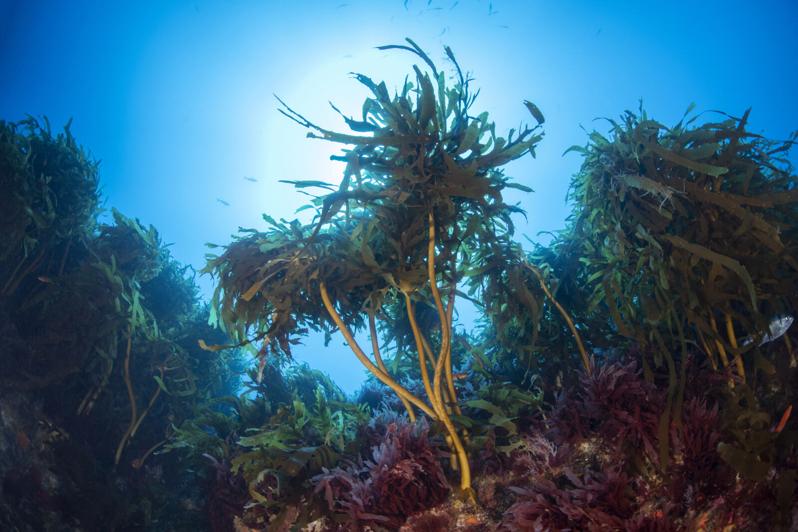 L'expédition Protect The Oceans se poursuit à bord de l'Arctic Sunrise qui