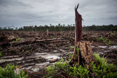 Lutte Contre La Déforêstation - Greenpeace France