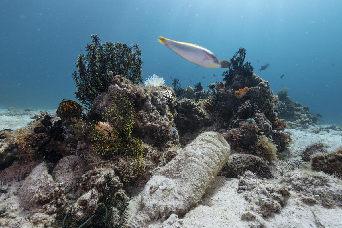 Comment protéger 30% des océans d'ici à 2030 ? Pour y répondre, retrouvez Greenpeace La Rochelle à l'auditorium du Musée Maritime Jeudi 23 janvier à 18h30.