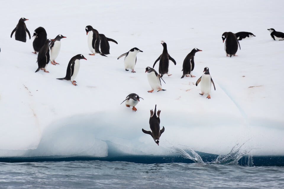 Les manchots à jugulaire et les manchots papous en compétition pour les plongeons! - Les manchots à jugulaire et les manchots papous en compétition pour les plongeons!<br>02/2020, © Abbie Trayler-Smith / Greenpeace