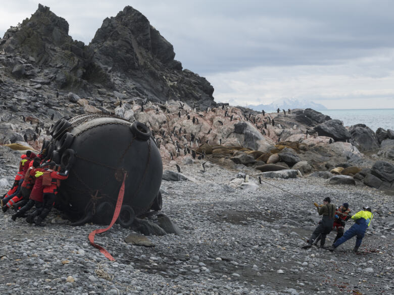 Opération nettoyage : l'équipage retire un pare-batte abandonné, à proximité d'une colonie de manchots. 01/2020, © Christian Åslund / Greenpeace