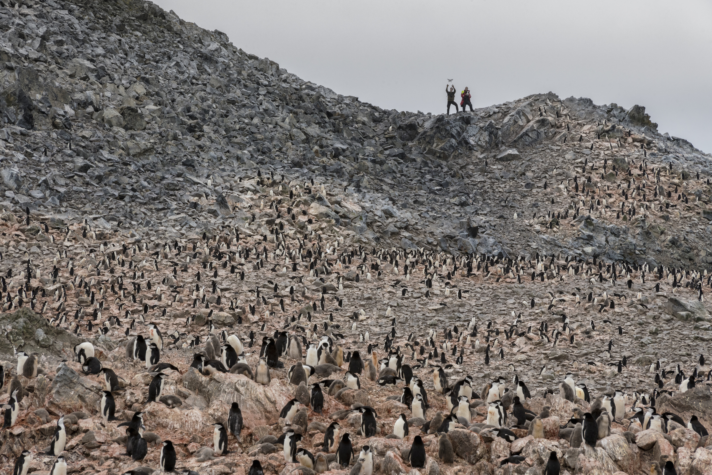 En Antarctique Les Manchots Ont Chaud Aidons Les Greenpeace France