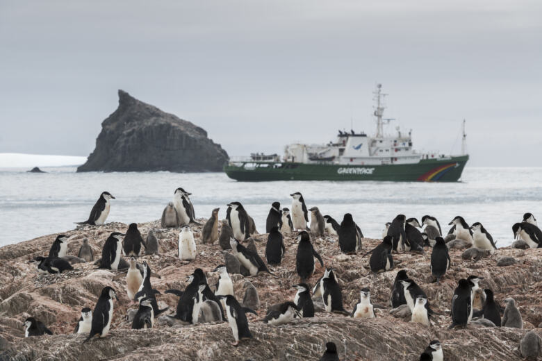 Penguins in Antarctica. © Christian Åslund