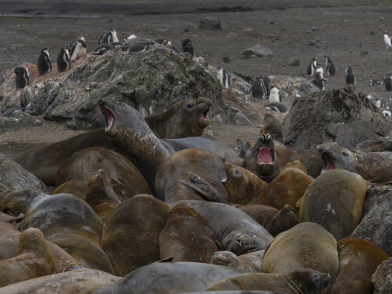 éléphants de mer