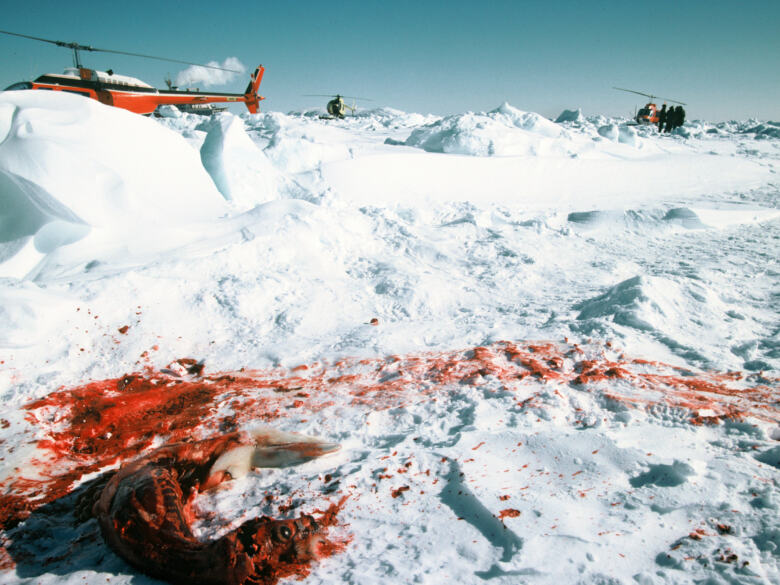 Campagne contre la chasse aux phoques au Canada, mars 1978. © Greenpeace / Rex Weyler