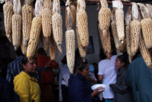 Le Mexique interdit le maïs OGM et le glyphosate