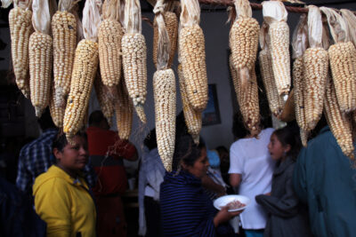 Le Mexique interdit le maïs OGM et le glyphosate