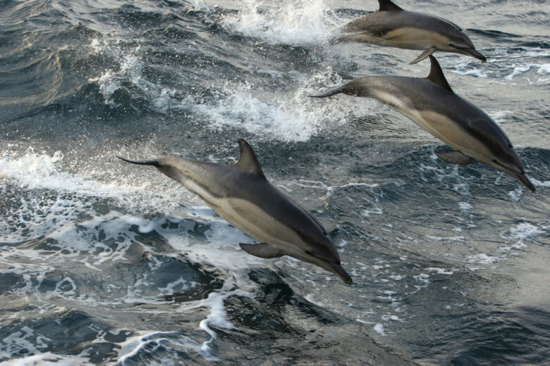 Dolphin Bycatch Tour in English Channel. © Kate Davison
