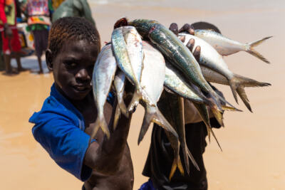 En Afrique de l’Ouest, le drame du poisson volé