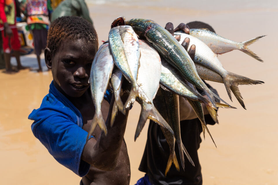 En collaboration avec Changing Markets, Greenpeace Afrique a publié un rapport sur les conséquences dévastatrices du commerce de farine et d’huile de poisson en Afrique de l’Ouest, ou comment les industries européennes de l’aquaculture et de l’alimentation animale détournent la nourriture des communautés d’Afrique de l’Ouest.