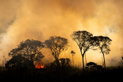 Déforestation : les cargos du chaos