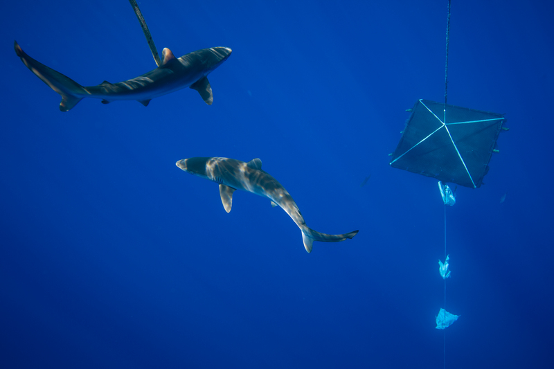 Les océans vont mal. À la surpêche, aux pollutions, et au réchauffement climatique s’ajoute une nouvelle menace : l’exploitation minière en grande profondeur, qui pourrait démarrer en 2023, avec le soutien d’E. Macron. Au One Ocean Summit, la France doit sortir de sa posture de pure communication et prendre des engagements forts pour la protection des océans. Nous y veillerons, et voici comment.