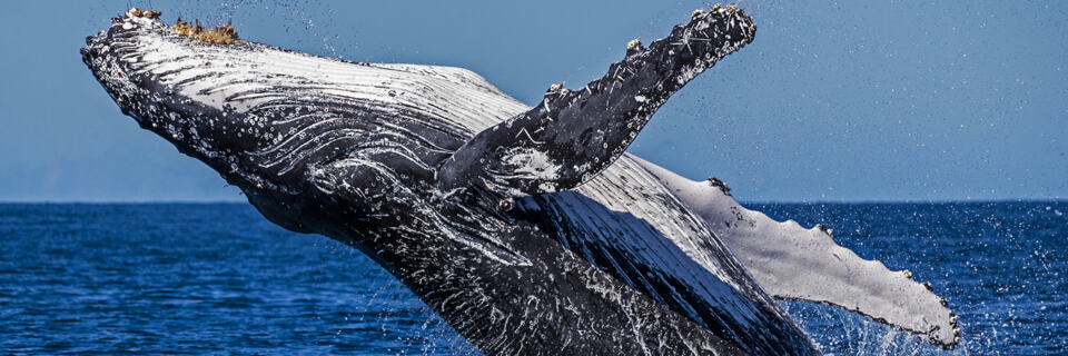  - A Humpback whale breaches off a reef in the Southern Great Barrier reef on its Southern Migration, Queensland, Australia. Humpback whales travel huge distances from the warm waters of the great barrier reef on the east coast of Australia to icy waters of the southern Ocean off Antarctic.