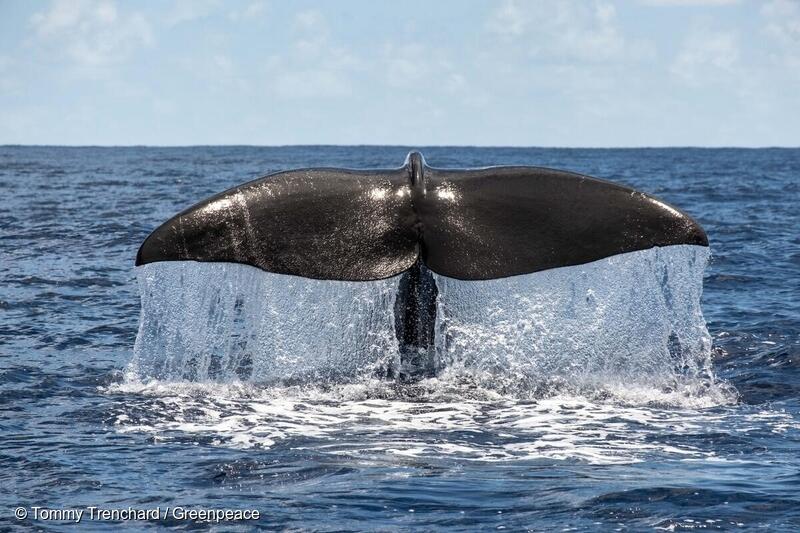 Legs succession – queue de baleine, Océan Indien - A sperm whale dives on the edge of the Saya de Malha Bank in the Indian Ocean.

The Saya de Malha Bank is part of the Mascarene Plateau and located between Mauritius and Seychelles in the Indian Ocean. It is the largest seagrass meadow in the world and one of the biggest carbon sinks in the high seas. A team aboard the Greenpeace ship, Arctic Sunrise are on an expedition to the bank to contribute to a better understanding of the wildlife and diversity of the region and make the case for this area to be protected.