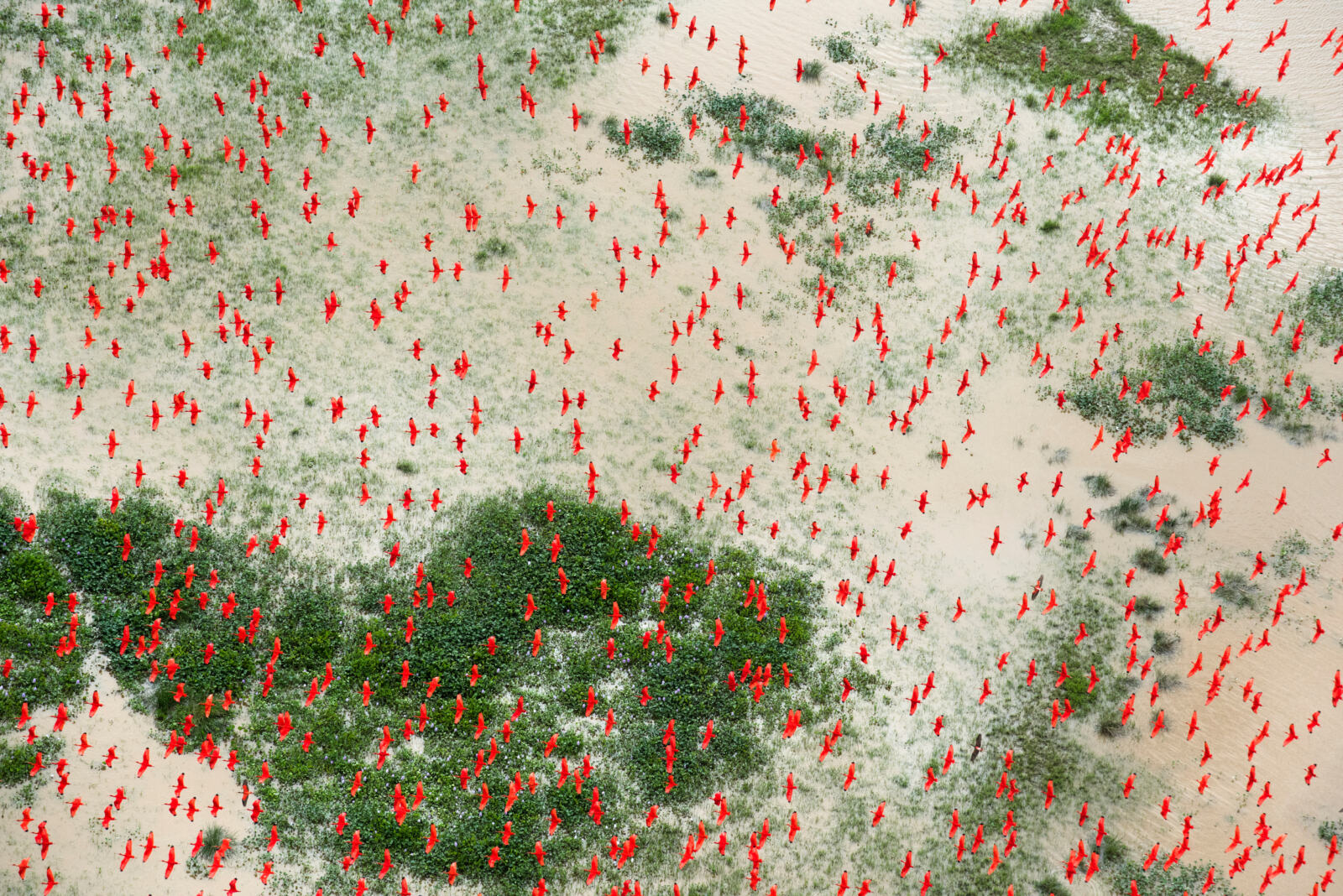 Succession et assurance vie – Vol d'Ibis rouges, embouchure de l'Amazone, Brésil - Scarlet ibis birds fill the sky above flooded lowlands, approximately 20 miles southwest of Bom Amigo along the coast of Brazil.