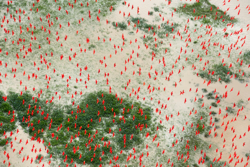 Succession et assurance vie – Vol d’Ibis rouges, embouchure de l’Amazone, Brésil - Scarlet ibis birds fill the sky above flooded lowlands, approximately 20 miles southwest of Bom Amigo along the coast of Brazil.