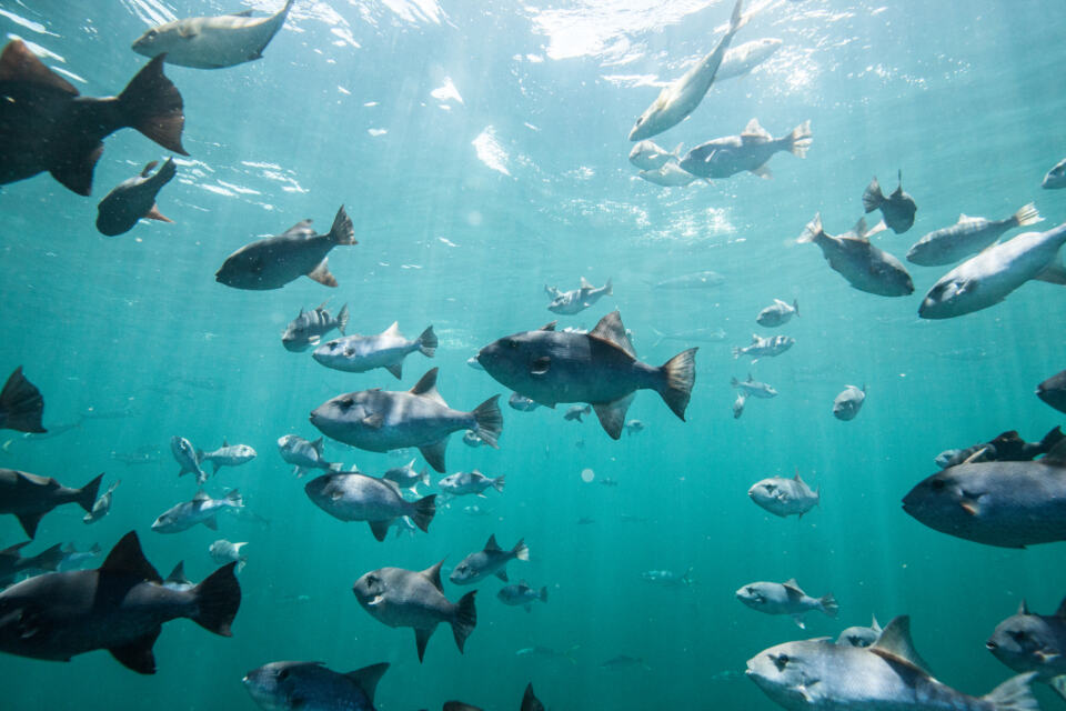 Différence entre legs et donations – poisson près du Récif de l’Amazone, Brésil - Fish and other creatures live or travel through the Amazon Reef. 
To study marine life in this area, French scientists from the CNRS (Centre National de la Recherche Scientifique) are with Greenpeace during the Amazon Reef Leg of the Protect the Oceans year long tour.