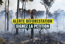 Alerte déforestation : les forêts et la biodiversité partent en fumée !