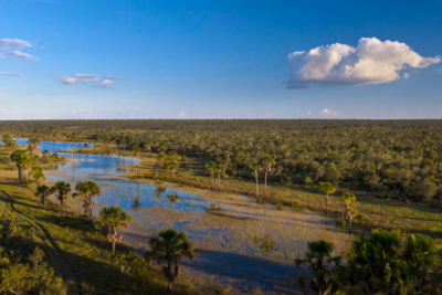 Cerrado, la savane brésilienne en danger