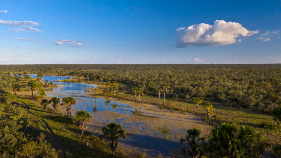  - Le Cerrado est une immense savane du Brésil abritant une biodiversité exceptionnelle.