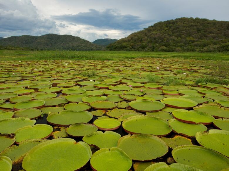 Des nénuphars au Pantanal.