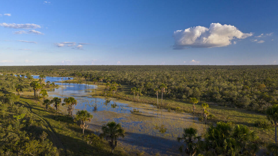 
Alerte rouge sur l’Amazonie
Depuis le début de l’été, la déforestatio