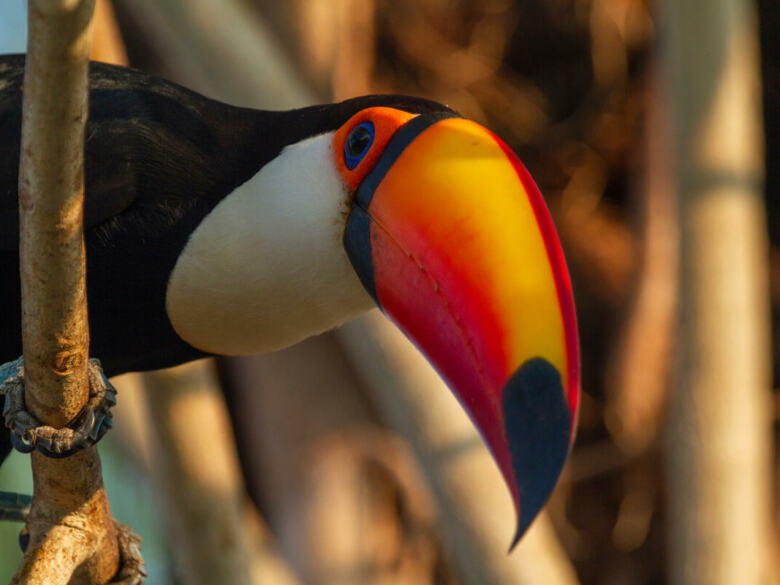 Un toucan du Pantanal