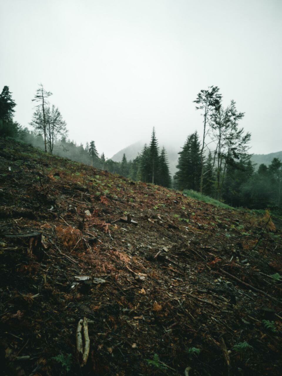 Fin octobre 2022, le groupe local Greenpeace de Clermont-Ferrand était à l’initiative d’une  tribune, signée par 27 associations environnementales et paysannes, pour dénoncer l’arrêt du financement des zones Natura 2000 par la région Auvergne-Rhône-Alpes.