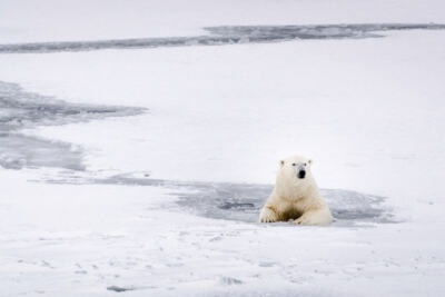 Polar Bear in Svalbard