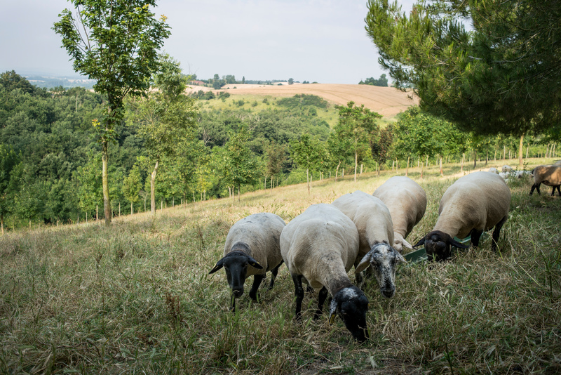 Mégabassines : pourquoi s'y opposer ? - Greenpeace France