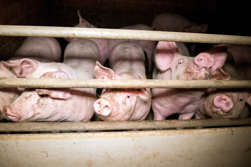 Cochons - fermes usines - Pigs in factory farms in Germany. Intensive livestock farming on slatted floor, in density, with docked tails, in excrement and dirt.
Schweine in Massentierhaltung im Stall in Deutschland. Die Tiere stehen auf Spaltenboden, in Kot, mit kupierten Schwaenzen, in Enge und Dreck.