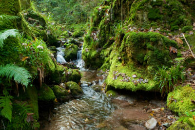 Torrent dans la Forêt noire, en Allemagne