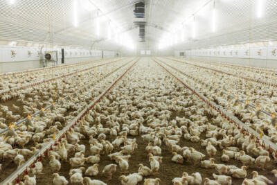 Dites non aux fermes-usines en France !