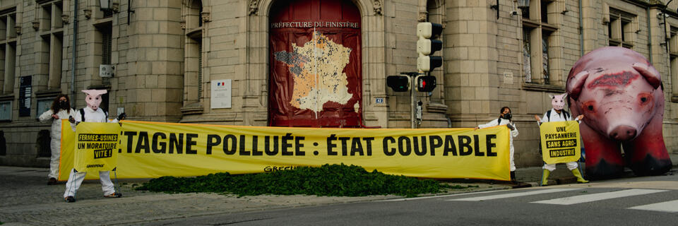 Nos activistes ont déversé près d’une tonne d’algues vertes devant la préfecture du Finistère à Quimper pour dénoncer la responsabilité de l’État face à leur prolifération sur le littoral breton. Une pollution directement due à l’élevage industriel et à l’essor des fermes-usines sur ce territoire. Nous réclamons un moratoire sur la construction et l’agrandissement de ces méga-exploitations d’élevage.