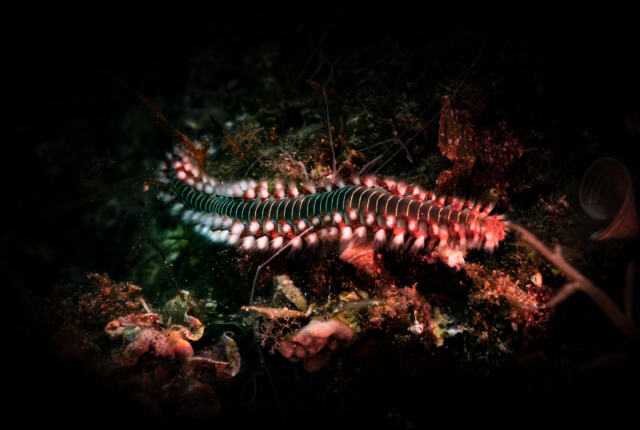 L’Hermodice carunculata est une espèce qui, en raison de canicules marines est de plus en plus présente en Méditerranée