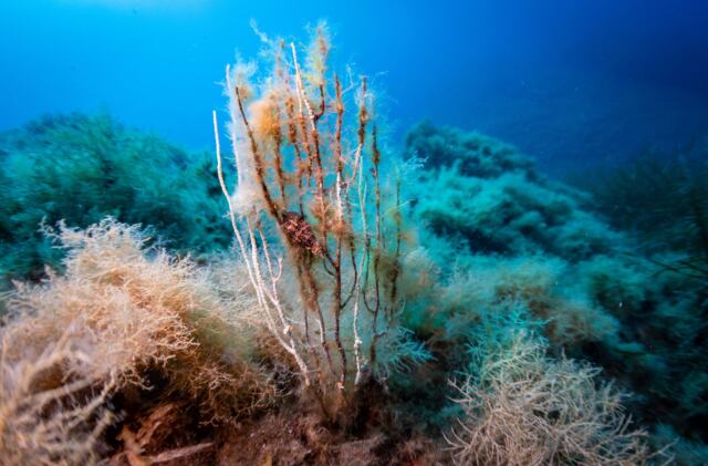 Signes de blanchiment et de nécrose sur un spécimen de gorgone -Canicules marines - la Méditerranée en ébullition